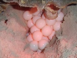 What Is a Reptile?: Video Quiz Instructional Video