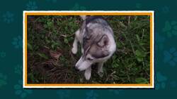 I WONDER - What Sounds Does A Dog Make? Instructional Video