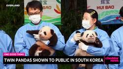 One Good Thing: Twin Pandas Shown to Public in South Korea News Clip