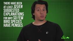 Why Did the Rooster Lose Its Penis? Instructional Video