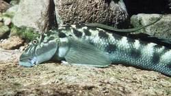 Waterfall-climbing fish performs evolutionary feat Instructional Video