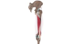 Biceps femoris muscle (3D) Instructional Video