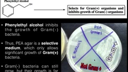 Phenylethyl Alcohol (PEA) Agar Instructional Video