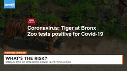 What's The Risk Of Getting COVID-19 If I Let Someone Pet My Dog? News Clip