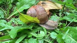 I WONDER - How Do Mollusks Protect Themselves? Me Pregunto - Cómo Se Protegen Los Moluscos? Instructional Video