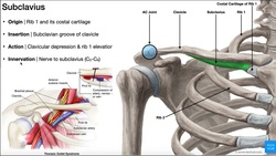 The Subclavius Muscle | Anatomy & Function [O, I, N, A] Instructional Video