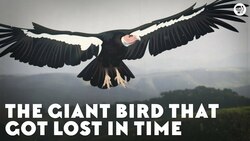 The Giant Bird That Got Lost in Time Instructional Video