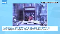 Debunking Black Cat Myths: Bad Luck, Witches And Halloween Adoptions News Clip