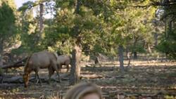 Calling All Adventurers! Join Olivia Degn on the Hunt for the Elusive Rocky Mountain Elk Instructional Video