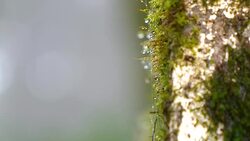 Motion video of waterdrop on green moss Stock Footage