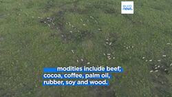 EU deforestation law postponed and diluted by Parliament News Clip