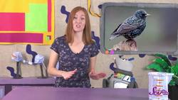 Invading Birds! Instructional Video