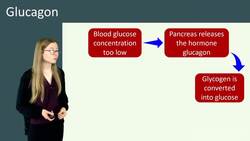 How Insulin and Glucagon Control Blood Glucose Concentration Instructional Video