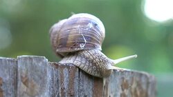 Snail in 4K Stock Footage