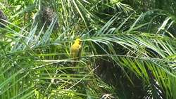 Learn Colours in Spanish with Animals Instructional Video