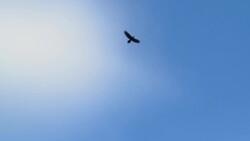 What Can Poo Tell Us About Animal Movement and Health? Instructional Video