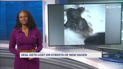 Police: Seal found lost in New Haven appears to have injured flipper Instructional Video