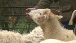 Sheep on a farm News Clip