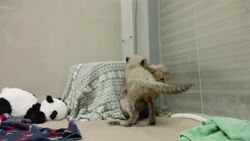 These Cheetah Cubs Are Living the Dream at the Zoo Nursery Instructional Video