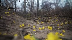 CLEAN : Leafless trees bloom in the ashes of Bolivia's fires News Clip