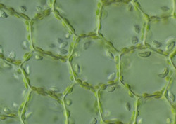 Chloroplast Instructional Video