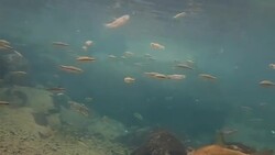 Fish(Taiwan torrent carp,Deep-body shovelnose minnow, Taiwan shoveljaw carp)  swimming in clear river located at Taroko National Park Stock Footage