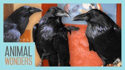 New Ravens! Will They Be Friends? Instructional Video