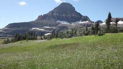 Discovering Plants Review Instructional Video