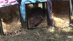 Beavers reintroduced to northern England for first time in 400 years Instructional Video
