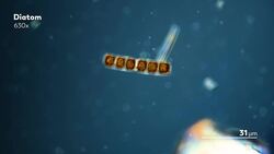 How Diatoms Build Their Beautiful Shells Instructional Video