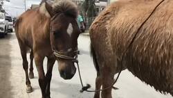 Taal volcano: military checks, animal rescues Instructional Video