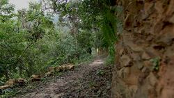 Woman trail runner running on tropical forest trail in the morning Stock Footage