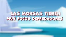 I WONDER - Do Walruses Have Predators? Me Pregunto - Tienen Depredadores Las Morsas? Instructional Video