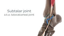 Flexor hallucis longus muscle (3D) Instructional Video