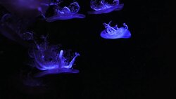 Close-up Jellyfish, Medusa in fish tank with neon light. Jellyfish is free-swimming marine coelenterate with a jellylike bell- or saucer-shaped body that is typically transparent. Stock Footage