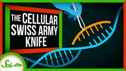 4 Ways CRISPR Is More Than Just Gene Editing Instructional Video