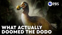 The Real Story Of The Dodo Bird's (Current) Extinction Instructional Video