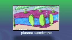 The Cell Instructional Video