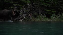 Glacier National Park - Moose Instructional Video