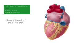 Posteroinferior view of the heart Instructional Video