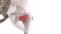 Quadratus femoris muscle (3D) Instructional Video