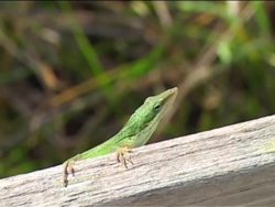 Food Chains: Living Things Instructional Video