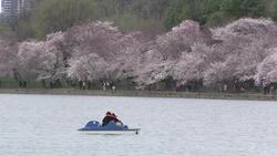 Determined DC tourists gaze at cherry blossoms Instructional Video