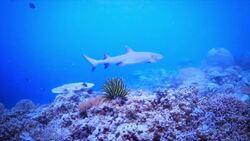 Shark Super Senses Instructional Video