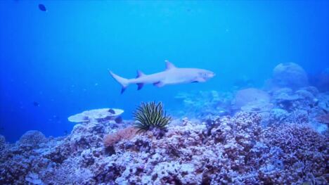 Shark Super Senses