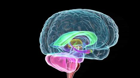 The Fascinating World of Memory: Exploring How Our Brains Remember
