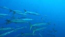 Climate change blamed as barracudas settle in Adriatic's colder waters Instructional Video