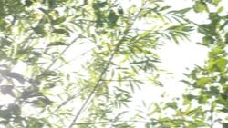 Horsell Common in Surrey News Clip