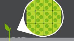 Plant Growth: Auxins and Gibberellins Instructional Video