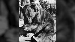 Wojtek The Bear Soldier Instructional Video